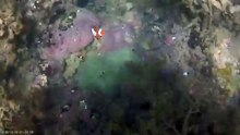 clown fish at compostela