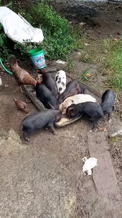 piglet
