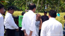 Presiden Jokowi tinjau langsung panen raya di Desa Pandere, Kecamatan Gumbasa, Kabupaten Sigi, Sulawesi Tengah