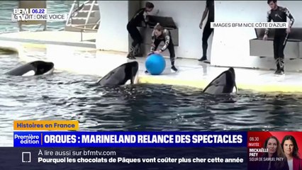 Marineland: les orques reprendront les spectacles malgré l'opposition des associations