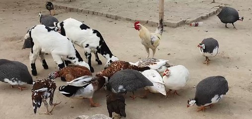 chickens chewing grain,chicken chewing,girl chewing chicken bones,