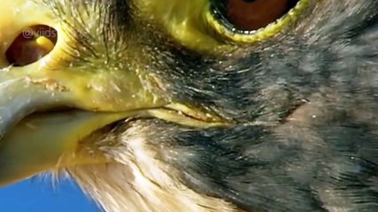 Majestic Guardians: Falcon Hunting and Parental Protection