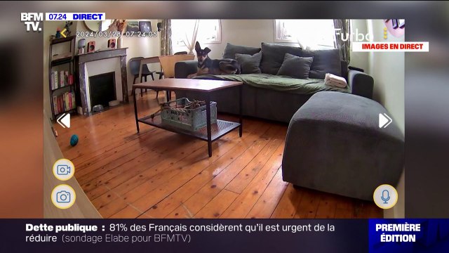 Voici comment communiquer avec son animal à distance