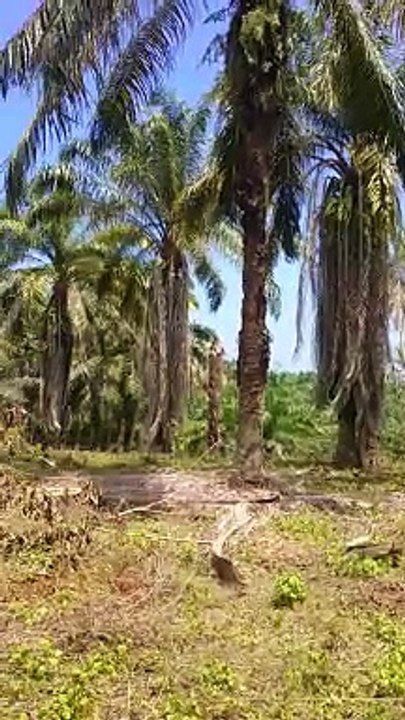 Sawah
