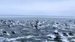 Dolphin stampedes are also sometimes referred to as “super pods” or “megapods”. They can gather up to thousands of dolphins. This one was filmed off the coast of San Diego.