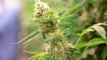 Cannabis-Legalisierung: Das ändert sich ab dem 1. April