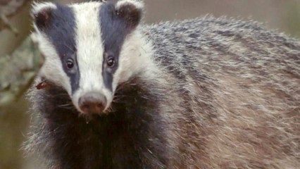 Des bêtes et des sorcières vidéo bande annonce