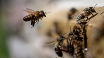 Mevsim dengesizliği bal üretimini vuruyor... Arılar tehlikede
