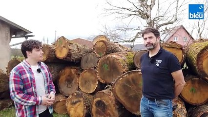 3/6 Le fameux bois de chêne de Westhoffen