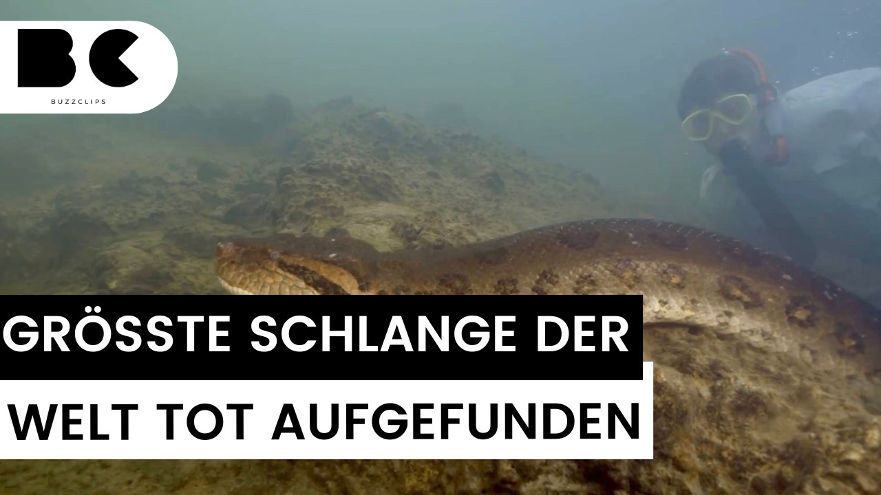 Größte Schlange der Welt erschossen?