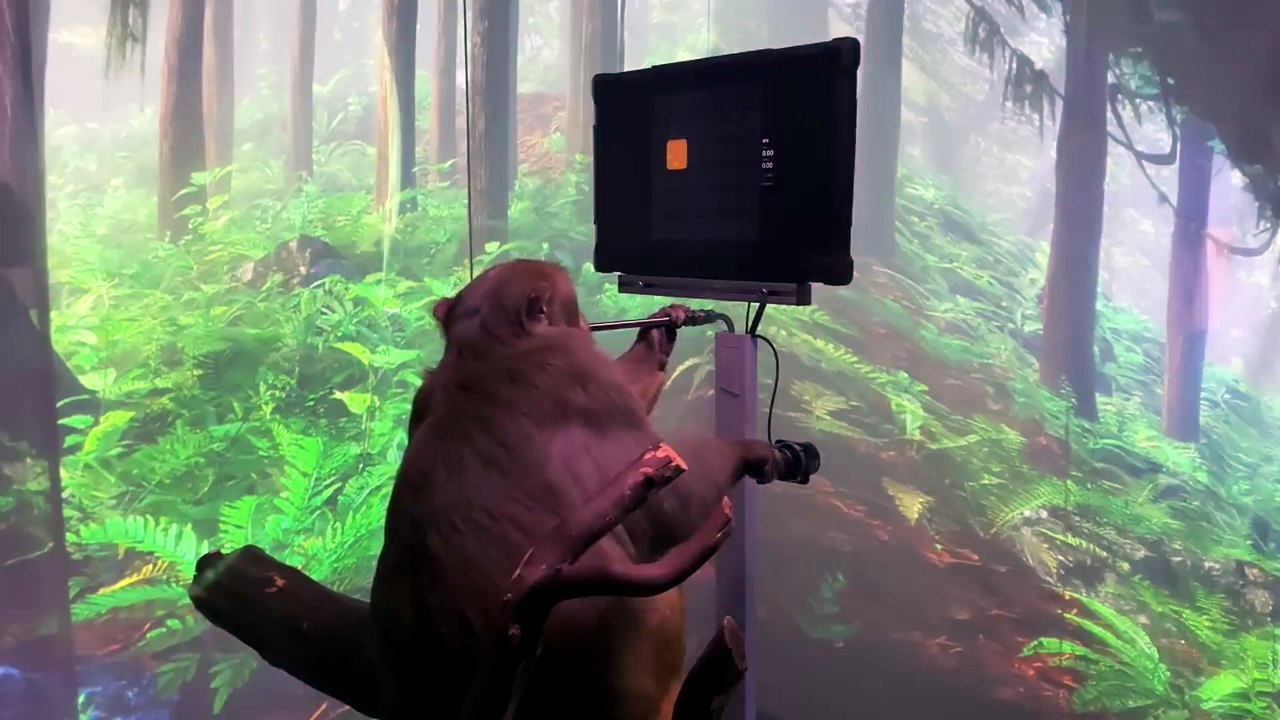 Animal Intelligence! 