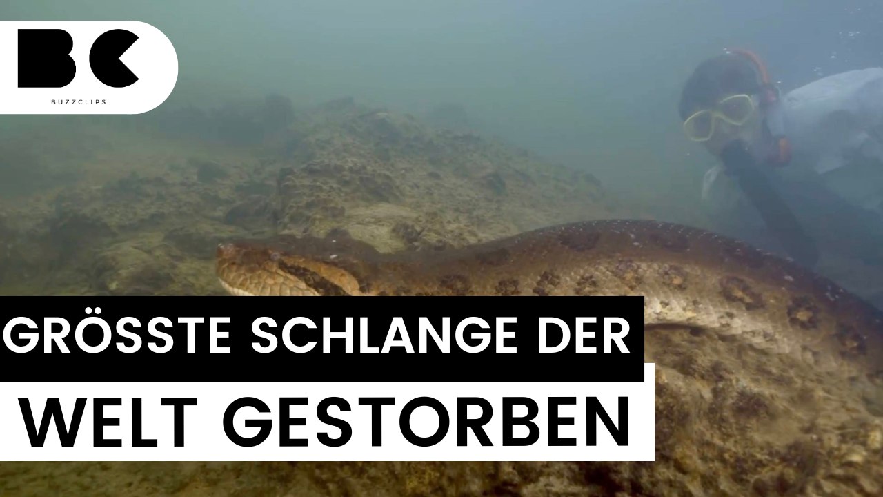 Größte Schlange der Welt tot aufgefunden!