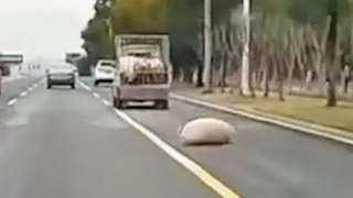 Dramatic moment pig fell from truck into live traffic