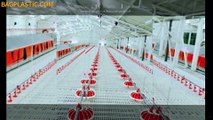 #Modern #Farm #Building #Design #AutomaticFeeder #Pan #Broiler #House System #FeedingLine  #Chicken #Poultry #FarmingEquipments