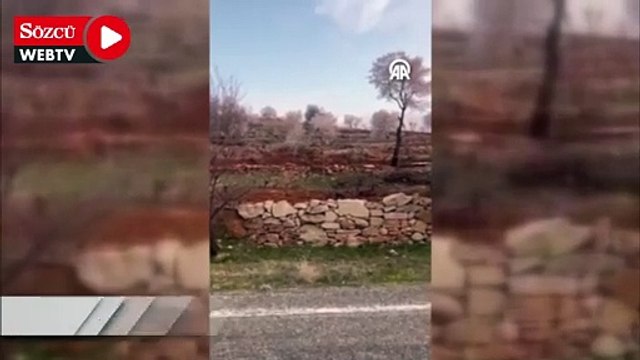 Yiyecek aramak için köye inen kurt görüntülendi