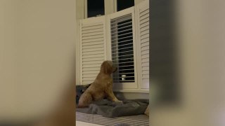 Nosey Dog Learns To Open Blinds To Spy On Neighbors | Wild-ish TV