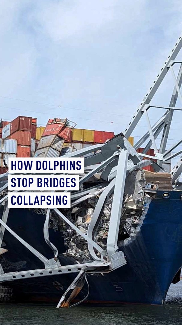⁣How dolphins stop bridges collapsing