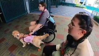 Duo Enters Airport With Service Dogs