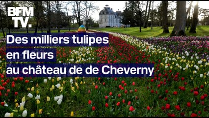 Les très belles images des milliers de tulipes en fleurs au château de Cheverny