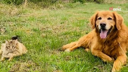Il décide de déménager à la campagne : son vieux Golden Retriever se lie d’amitié avec des animaux de la ferme