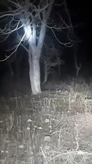 मडीखेड़ा डेम के पास तीन तेंदुओं ने मिलकर किया गाय का शिकार