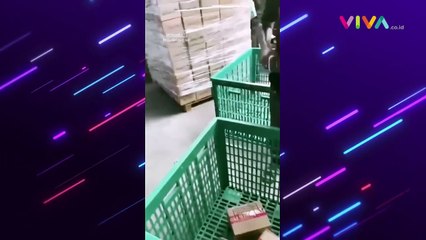 Paket Ditendang Seenak Jidat, Petugas Ekspedisi Mohon Ampun