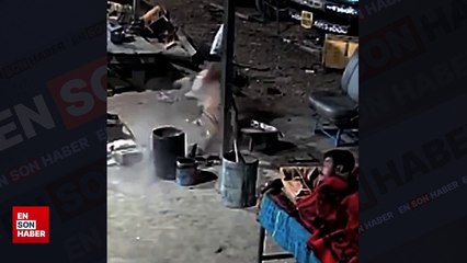 Sokakta sahibinin yanında uyuyan köpek leopara yem oldu