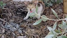 A cats meow