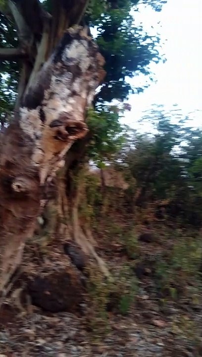 Beautiful nature vloging.