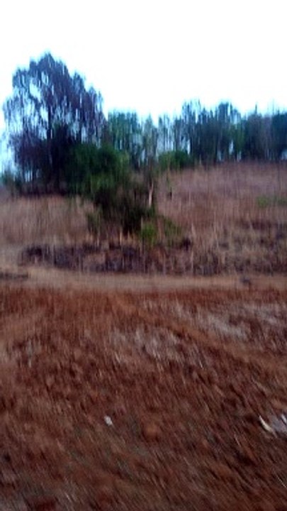 Forest travel vloging. Travel in nature.