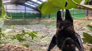 Upside down birth of ultra-rare bat captured on film for the first time at UK zoo