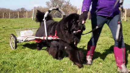 Meet the giant fluffy dogs being trained in water rescue