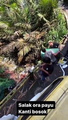 the price of snake fruit has dropped drastically