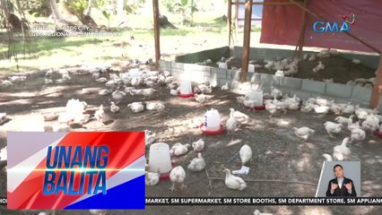 Mahigit 100 manok, nangamatay sa Barangay Sinawal nitong Marso dahil sa init ng panahon | UB
