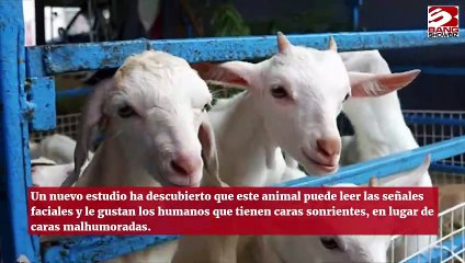 Las cabras prefieren a la gente que sonríe