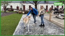 Pairi Daiza a inauguré 21 lodges au coeur de sa mini-ferme