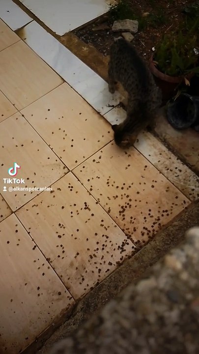 2024-03-27-115058928