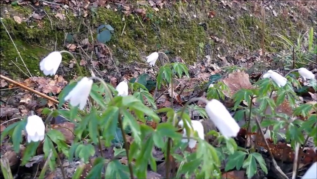 2024-MARS-BALADES 1& RANDOS