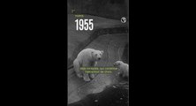 Paris, 1955 : les naissances du zoo de Vincennes