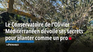 Le Conservatoire de l’Olivier Méditerranéen dévoile ses secrets pour planter comme un pro