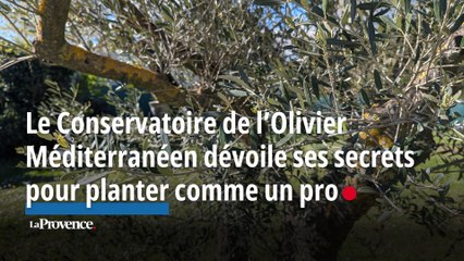 Le Conservatoire de l’Olivier Méditerranéen dévoile ses secrets pour planter comme un pro