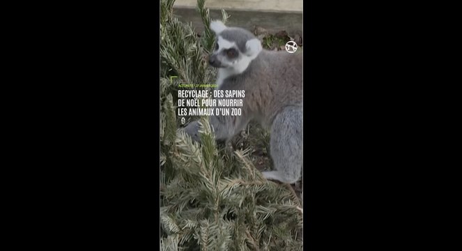Recyclage : des sapins invendus pour nourrir les animaux des zoos de Thoiry et Vincennes