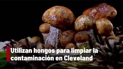 Utilizan hongos para limpiar la contaminación en Cleveland