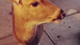 Deer Comes to Door for Snacks
