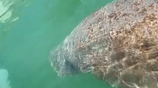 Person Spots Manatee and Interacts with Them