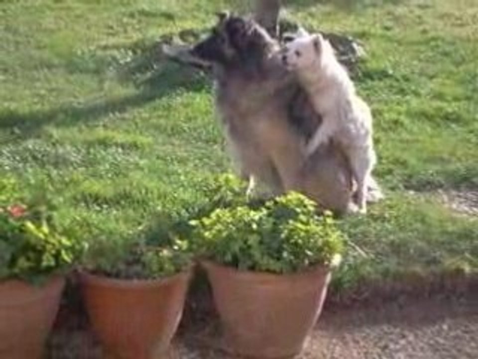 les chiens et leur vie