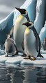conséquences du réchauffement climatique sur les pingouins