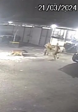 VÍDEO: Policiais de tropa de elite trocam socos e acabam atacados por cachorros; assista