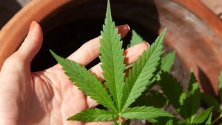 Câmara de João Pessoa promulga lei que autoriza acesso gratuito a medicamentos à base de cannabis