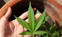 Câmara de João Pessoa promulga lei que autoriza acesso gratuito a medicamentos à base de cannabis